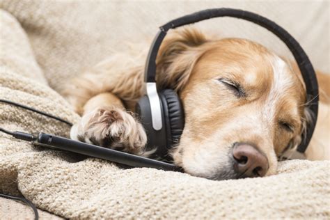 do dogs hear music? how does it affect their behavior?