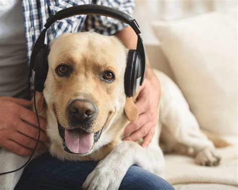 Do Dogs Like Music? And The Melodic World of Canine Perception