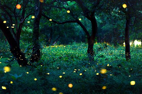 where the fireflies dance - the light of inspiration never fades